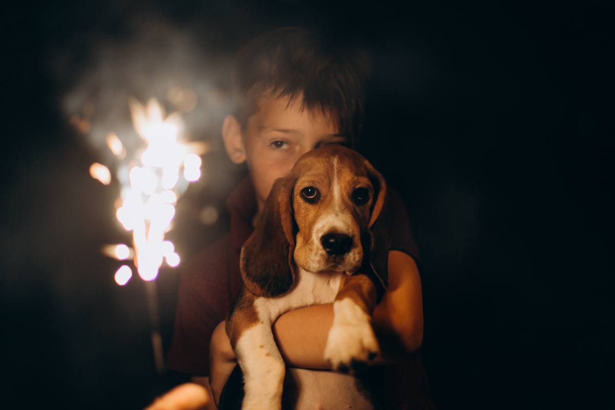 Bonfire Night: Vets Share Their Tips for Helping Pets Cope with Fireworks