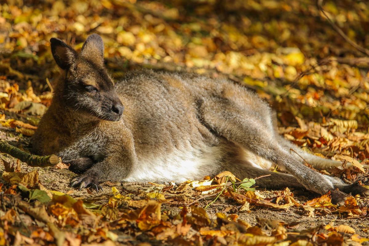 Your Wildest Autumn Adventure Awaits at Port Lympne this October