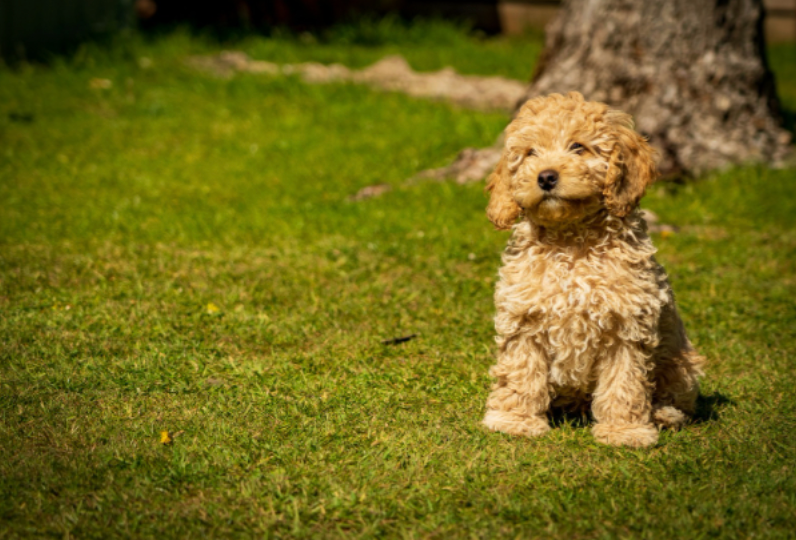 London dog owners warned about autumn tick danger in popular parks and green spaces
