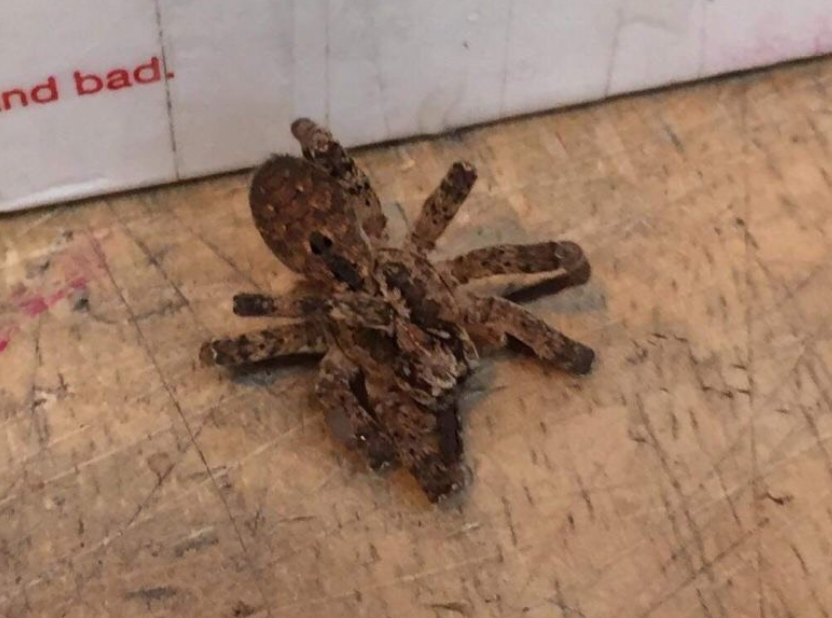 A large tarantula found in a returns parcel