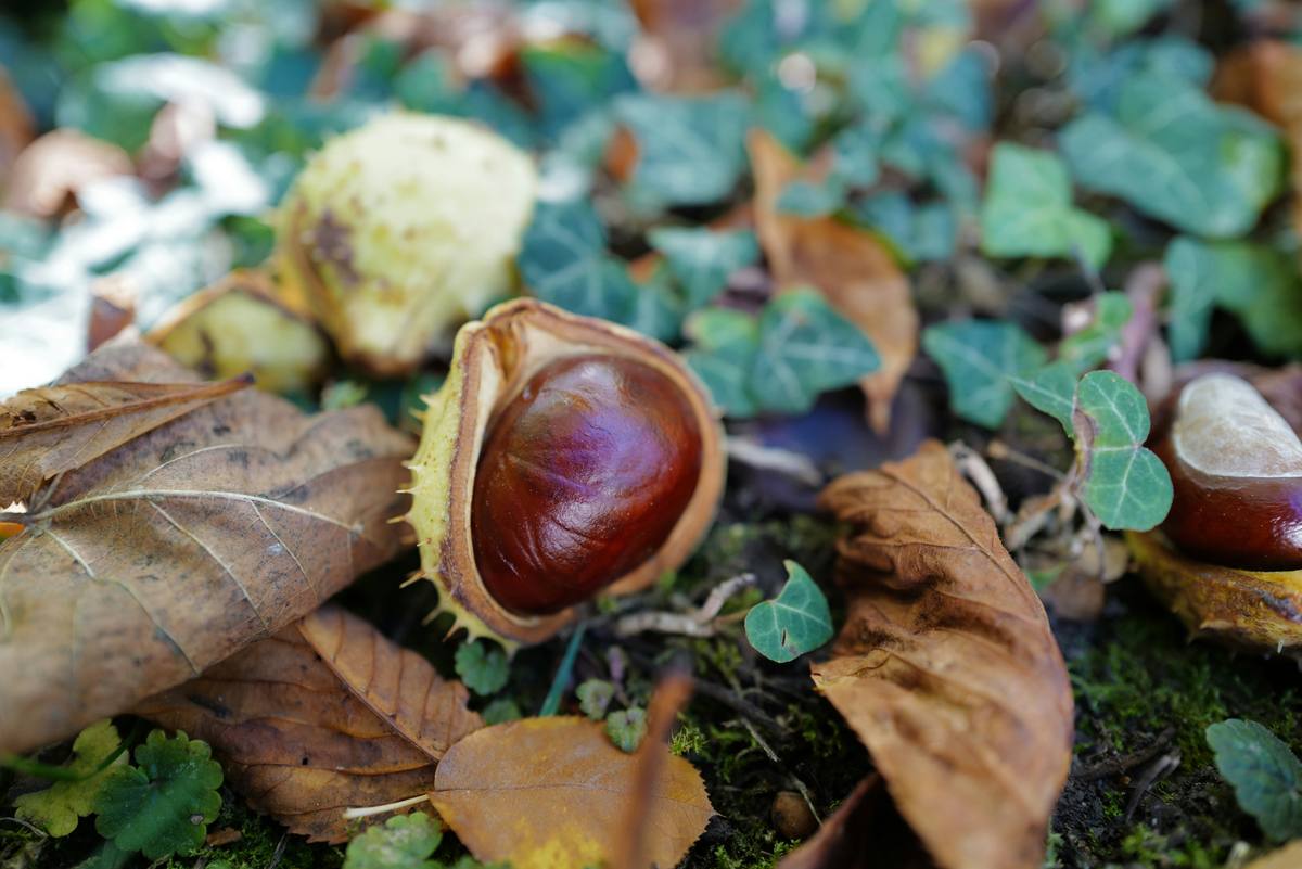 Conkers