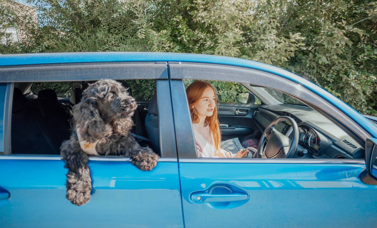 Young woman driving a car with a black dog looking out the window on a road trip