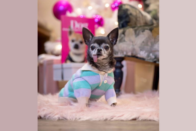 Adorable Dog Instagram Stars Pose for ‘Puparazzi’ Christmas Photos at Charity Book Launch